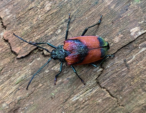 Hileolaspis auratus (Linnaeus, 1758)