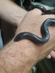 Amblyodipsas concolor