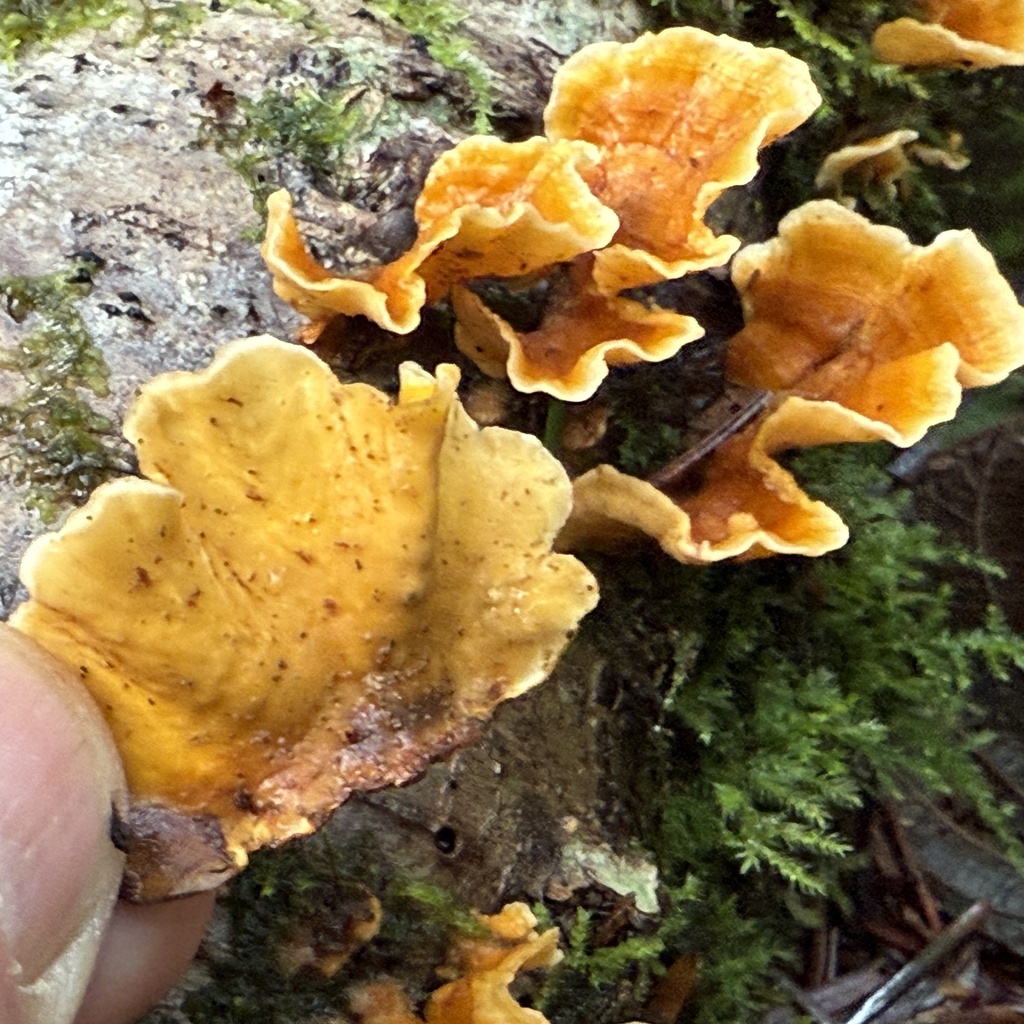 Stereum versicolor · December 2025 · photo: © hillcraddock (iNaturalist, cc-by)