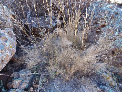bamboo muhly (Muhlenbergia dumosa)