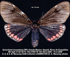 Dysschema leucophaea