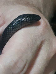 Amblyodipsas concolor