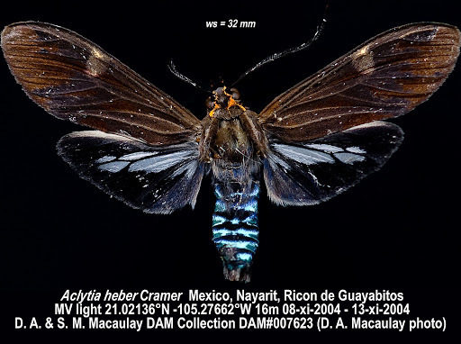 Aclytia heber