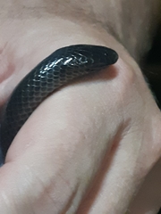 Amblyodipsas concolor