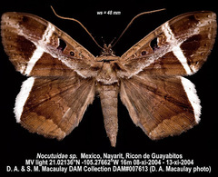 Hemeroblemma mexicana