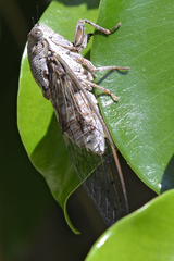 Cicada cretensis