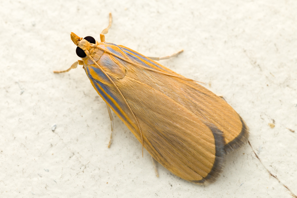 Tyspanodes creaghi