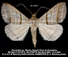 Ptichodis vinculum