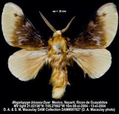 Megalopyge bissesa