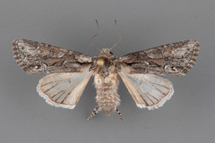 Lacinipolia sareta