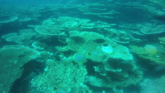 Chaetodon meyeri