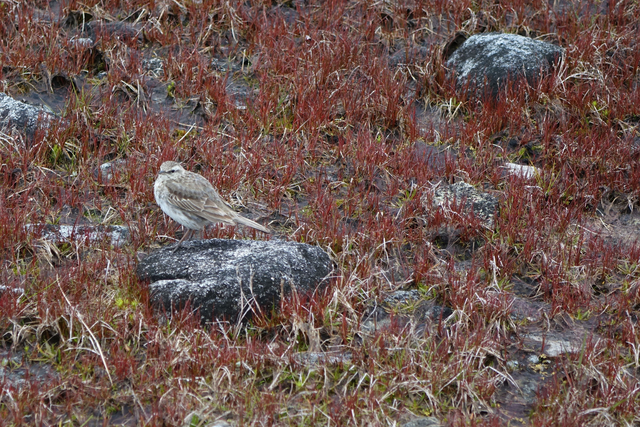 New Zealand Pipit