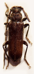 Crinarnoldius
