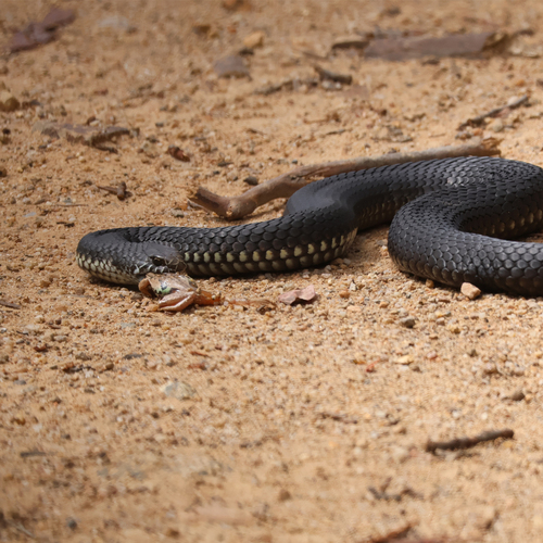Highlands Copperhead sighting