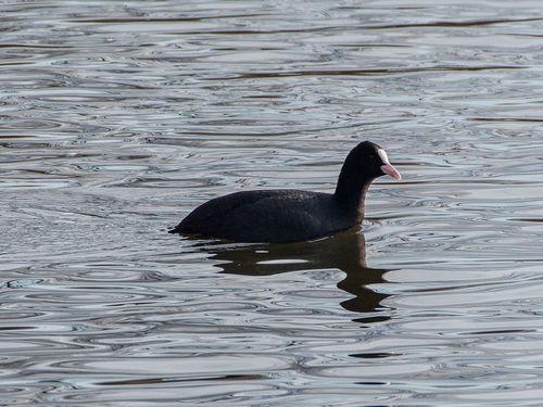 照片60039343cbirdwatcher保留部分权利ccbync