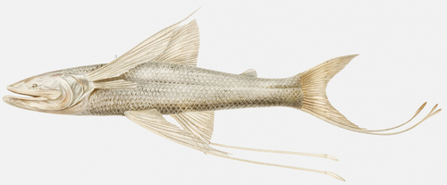 Bathypterois viridensis