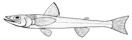 Black Deepsea Lizardfish