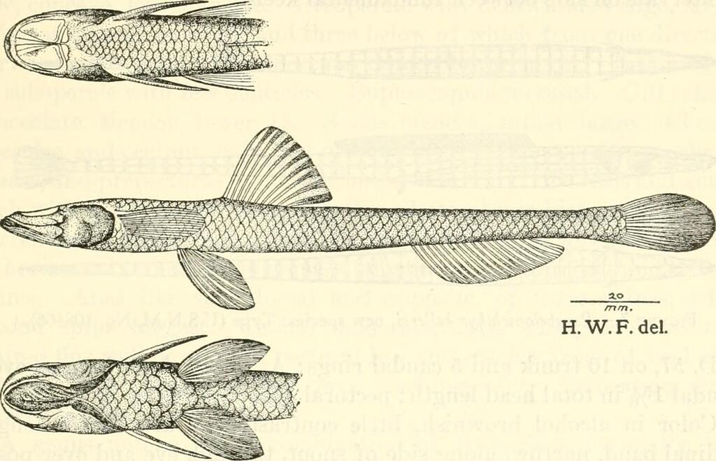 Ipnops pristibrachium