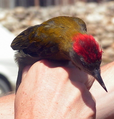 Chloropicus griseocephalus