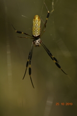 Trichonephila clavipes