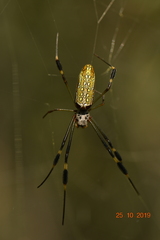 Trichonephila clavipes
