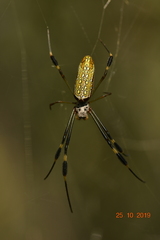Trichonephila clavipes