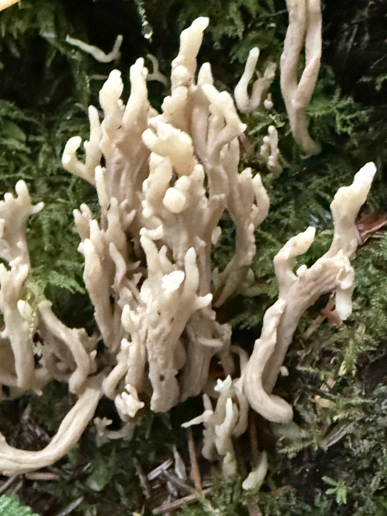 Clavulina rugosa · December 2025 · photo: © hillcraddock (iNaturalist, cc-by)