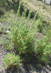 Carthamus arborescens