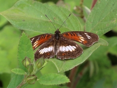 Junonia sophia