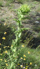 Carthamus arborescens