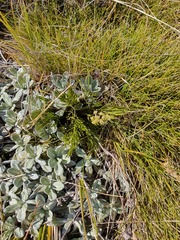 Aciphylla polita