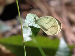 Leptosia alcesta