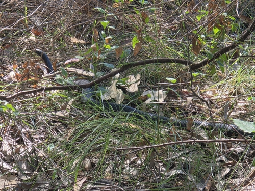 Red-bellied Black Snake sighting