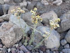 Pseudognaphalium sandwicensium, photograph (c) Jake Gross, some rights reserved (CC BY-SA)