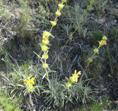 Phlomis lychnitis
