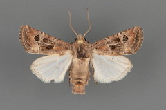 Lacinipolia spiculosa