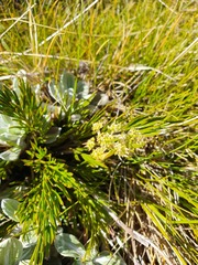 Aciphylla polita