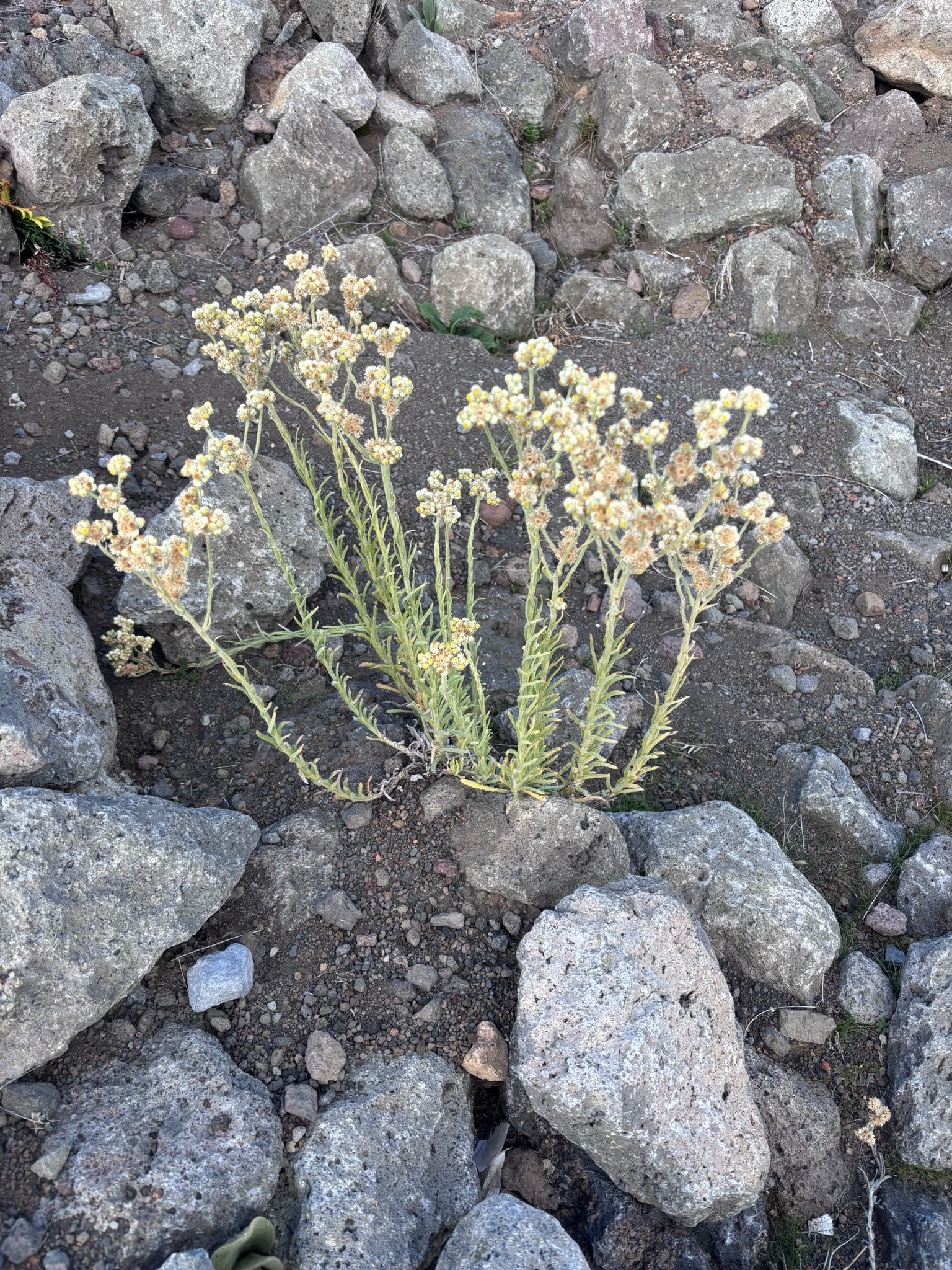 Ena'ena (Pseudognaphalium sandwicensium)