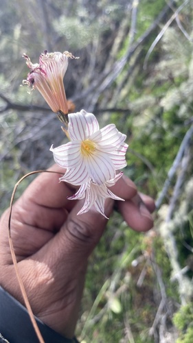 streaked maiden (Olsynium biflorum)