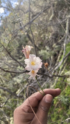 Olsynium biflorum, photograph 5