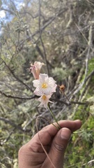 Olsynium biflorum, photograph (c) Duban Espinoza, some rights reserved (CC BY)