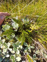 Aciphylla polita