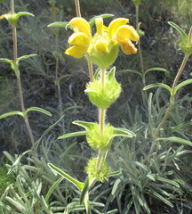 Phlomis lychnitis