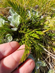 Aciphylla polita