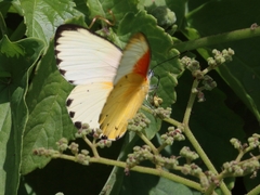 Belenois thysa thysa