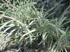 Phlomis lychnitis