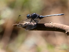 Orthetrum chrysostigma