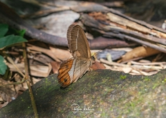 Pierella nereis