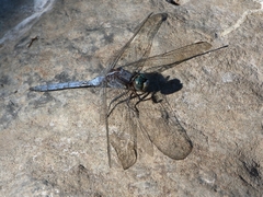 Orthetrum kristenseni