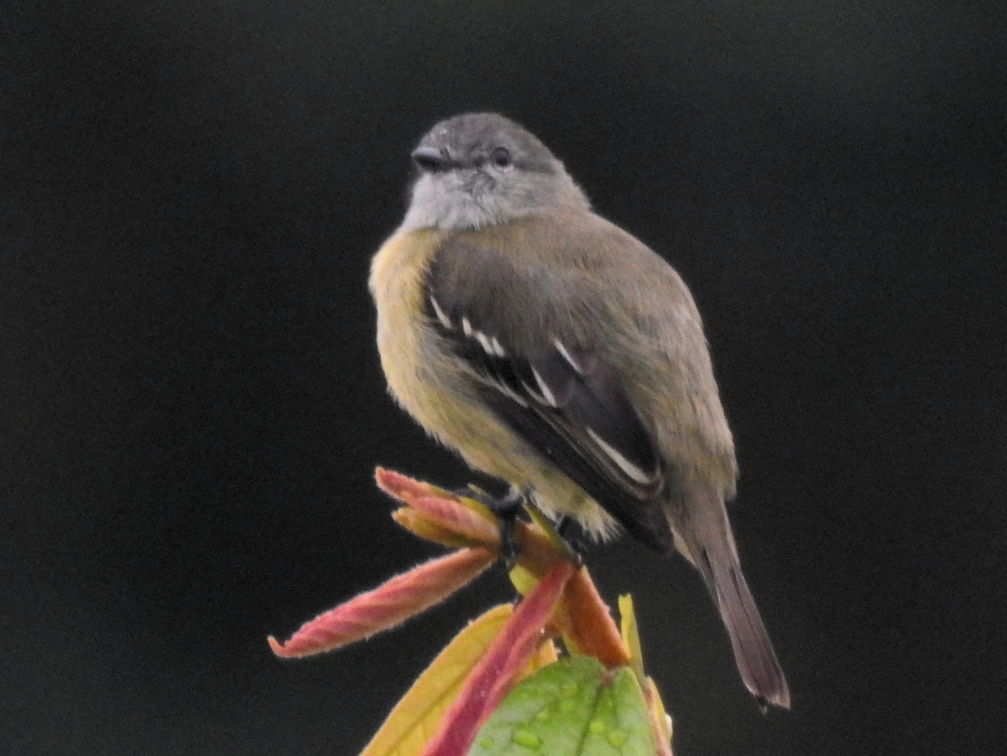 Yellow-crowned Tyrannulet (Tyrannulus elatus), photo 8